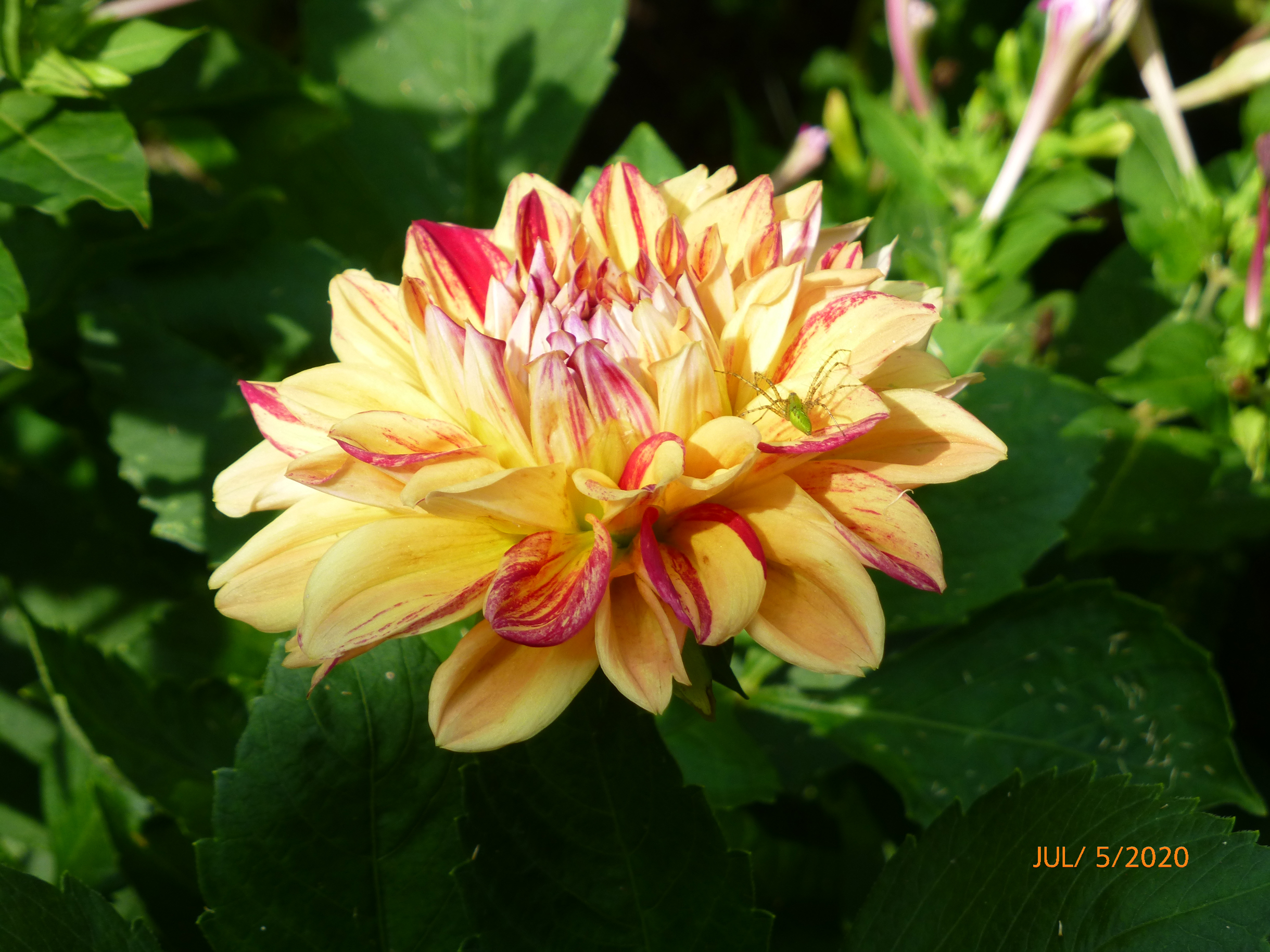 "Graced by a Dahlia" photo of a scarlet-tipped yellow dahlia by Suzanne Cottrell